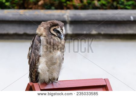Wonderfull Brown Wood Owl Portrait In Czech Republic
