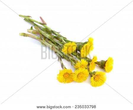 Yellow Coltsfoot Flowers Isolated Isolated On White.