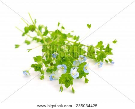 Veronica Chamaedrys Flowers Isolated On White Background.