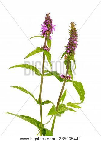 Stachys Palustris, Commonly Known As Marsh Woundwort, Marsh Hedgenettle, Or Hedge-nettle. Isolatedon