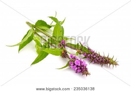 Stachys Palustris, Commonly Known As Marsh Woundwort, Marsh Hedgenettle, Or Hedge-nettle. Isolatedon