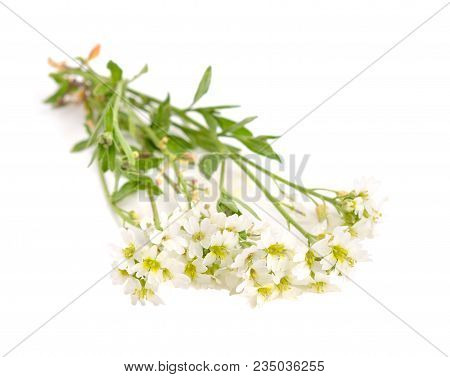 Berteroa Incana Flowers. Isolated On White Background.