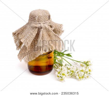 Berteroa Incana With Pharmaceutical Bottle. Isolated On White.