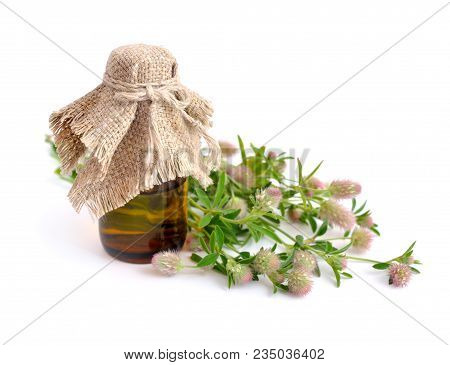 Trifolium Arvense , Commonly Known As Hare's-foot Clover, Rabbitfoot Clover, Stone Clover Or Oldfiel