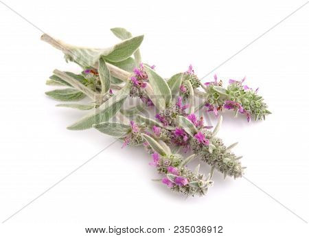 Stachys Byzantina