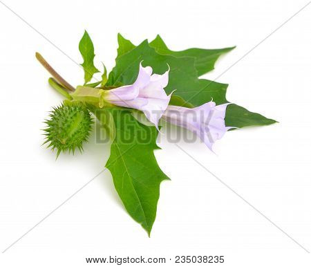 Datura, Daturas, Devil's Trumpets, Angel's Trumpets.