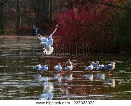 Gull Landing And Others Walking On Semi-frozen Pond At Leases Park In Newcastle