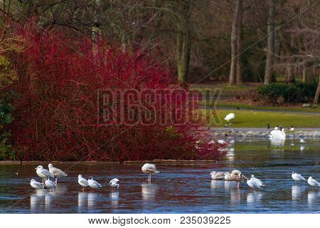 Gulls Walking On Semi-frozen Pond At Leases Park In Newcastle