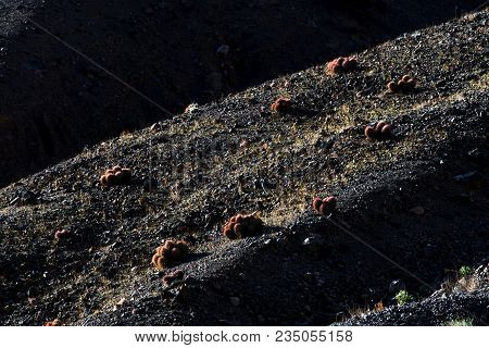 Late Afternoon Cottontop Cactus In Titus Canyon At Death Valley, California
