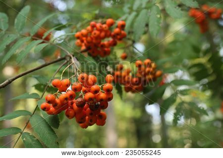 Ripe Red Rowanberies On Tree With Green Background