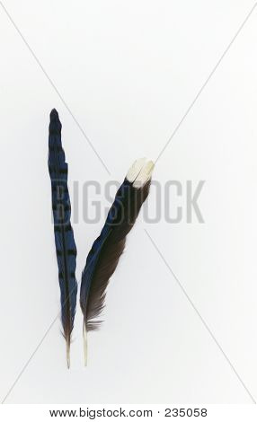 Duas penas de Gaio-azul