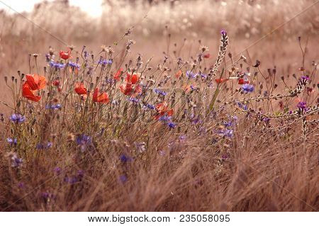 Barley Crop With Cornflowers And Poppies In Province