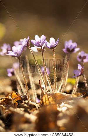 Hepatic Creeper, Also Hepatica Nobilis Schreb., Is A Perennial Low Herb Growing In Deciduous Forests
