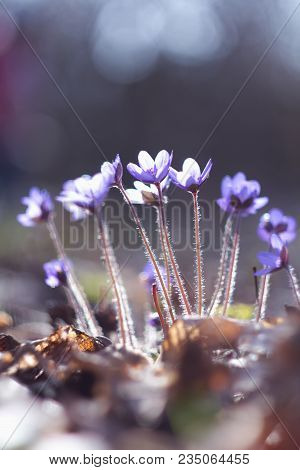 Hepatic Creeper, Also Hepatica Nobilis Schreb., Is A Perennial Low Herb Growing In Deciduous Forests