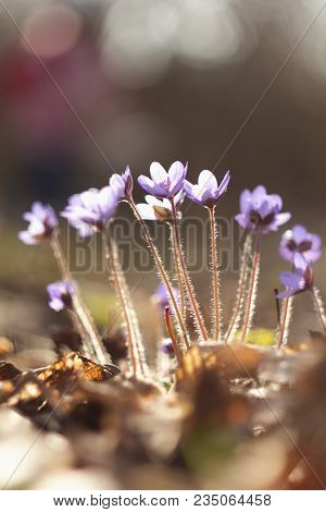 Hepatic Creeper, Also Hepatica Nobilis Schreb., Is A Perennial Low Herb Growing In Deciduous Forests