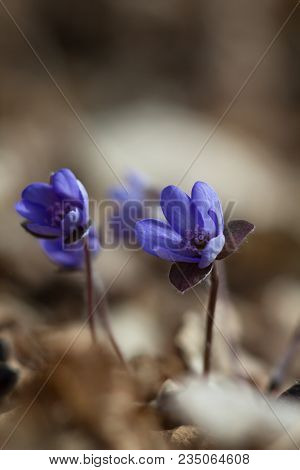 Hepatic Creeper, Also Hepatica Nobilis Schreb., Is A Perennial Low Herb Growing In Deciduous Forests