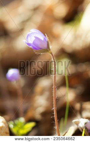 Hepatic Creeper, Also Hepatica Nobilis Schreb., Is A Perennial Low Herb Growing In Deciduous Forests