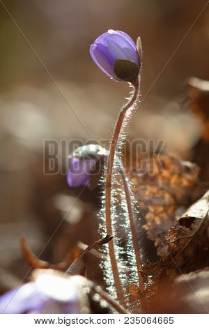 Hepatic Creeper, Also Hepatica Nobilis Schreb., Is A Perennial Low Herb Growing In Deciduous Forests