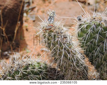 Close Up Macro On A True Bug (heteroptera Linnaeus) On Cactus Plant, Near St George Utah In South We