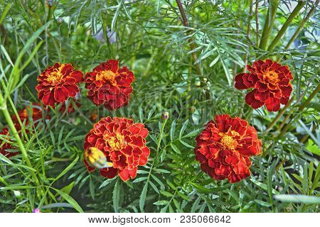 Tagetes In The Garden. Tagetes Garden Flowers.