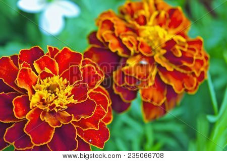 Tagetes In The Garden. Tagetes Garden Flowers.