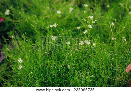 Heath Pearlwort Lawn (sagina Subulata) Grown At Greenhouse, Close-up View.