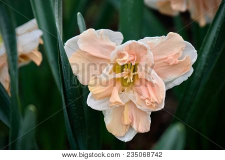 Pink Daffodil Hybrid Flower. Roozengaard. Mt Vernon. Washington. Usa.