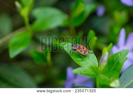 Firebug (pyrrhocoris Apterus) Group Of Insects On The Leaves.