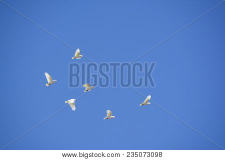 Little Corellas (cacatua Sanguinea) Flying Around The Township Of Melrose In South Australia. Also K