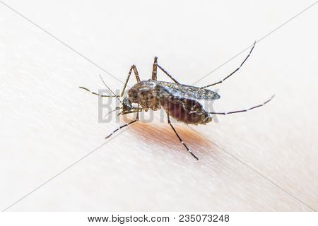 Aedes Aegypti Or Yellow Fever Mosquito Feeding Blood On Human Skin, Virus Carrier Spreading Dengue, 