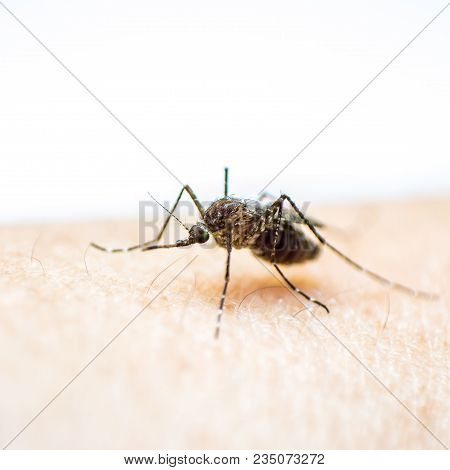Aedes Aegypti Or Yellow Fever Mosquito Feeding Blood On Human Skin, Virus Carrier Spreading Dengue, 