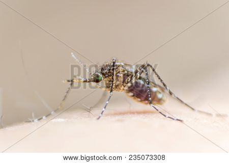 Aedes Aegypti Or Yellow Fever Mosquito Feeding Blood On Human Skin, Virus Carrier Spreading Dengue, 