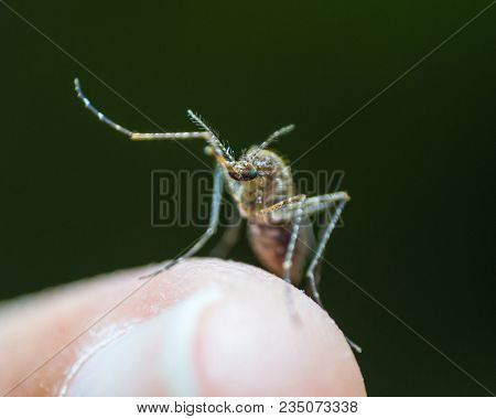 Aedes Aegypti Or Yellow Fever Mosquito Feeding Blood On Human Skin, Virus Carrier Spreading Dengue, 