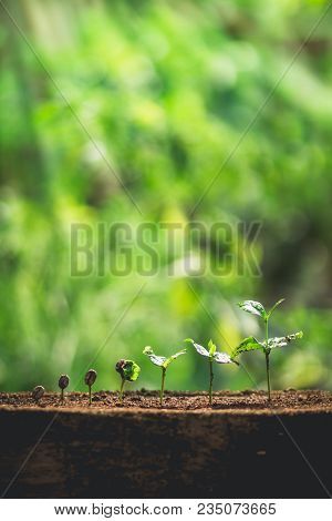 Coffee Seed Tree Sapling In Nature Green