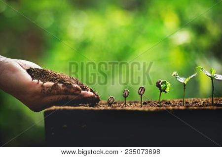 Coffee Seed Tree Sapling In Nature Green