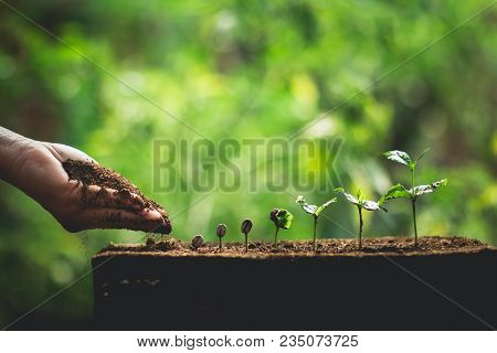 Coffee Seed Tree Sapling In Nature Green