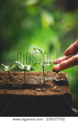 Coffee Seed Tree Sapling In Nature Green