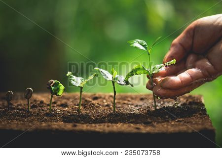 Coffee Seed Tree Sapling In Nature Green