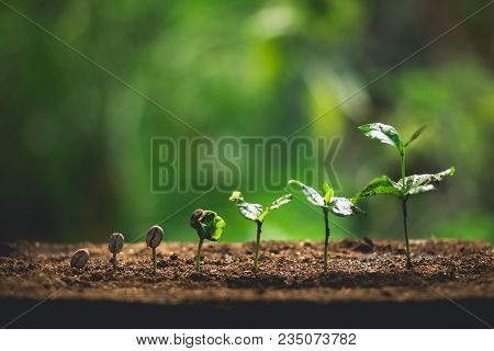 Coffee Seed Tree Sapling In Nature Green