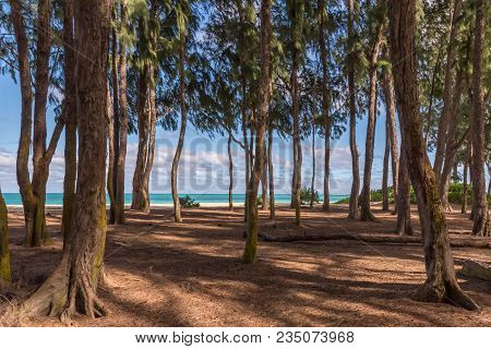 Waimanalo Beach On The Windward Side Of Oahu, Hawaii As Seen Through The Ironwood Trees