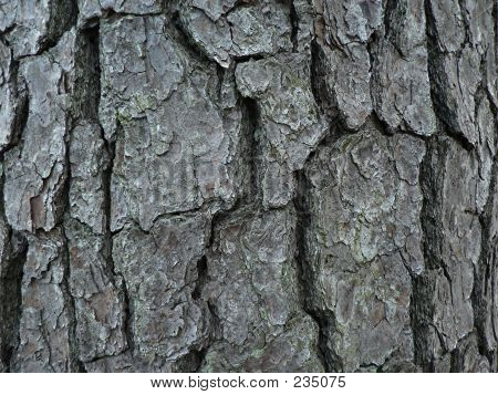 Tronc d'arbre de pin