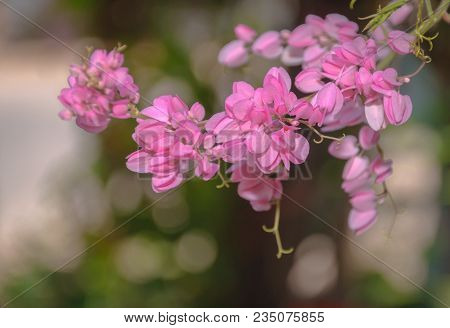 Fresh And Sweet Pinky Orientalflowers, Mexican Creeper With Scienc Name : Polygonaceae, Antigonon Le