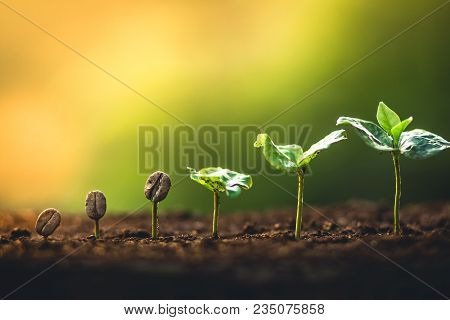 Coffee Seed Tree Sapling In Nature Green