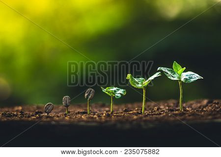 Coffee Seed Tree Sapling In Nature Light