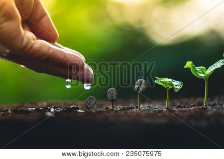 Coffee Seed Tree Sapling In Nature Light
