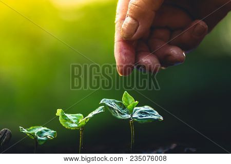 Coffee Seed Tree Sapling In Nature Light