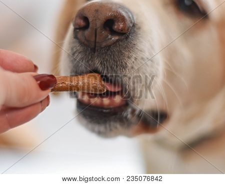 Labrador Retriever Dog Eating Snack In Shape Of Bone  From Woman Hand/ Treat Dog Whit Food