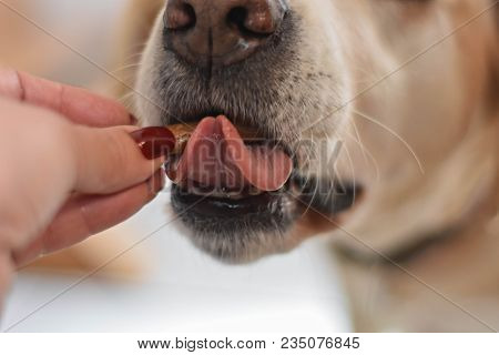Labrador Retriever Dog Eating Snack In Shape Of Bone  From Woman Hand/ Treat Dog Whit Food