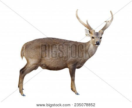 Male Hog Deer Isolated