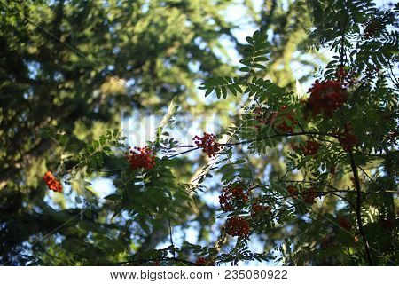 Ripe Red Rowanberies On Tree Wiith Green Background